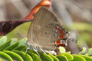 Bistonina mantica