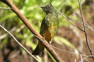 Tersina viridis