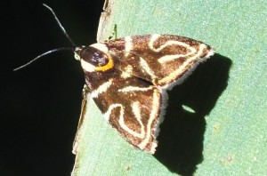 Anthopila albertiana