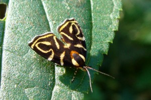 Anthopila albertiana